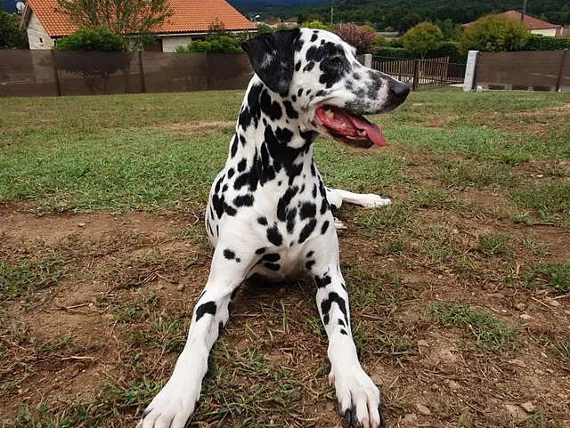 perro dalmata