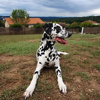 perro dalmata