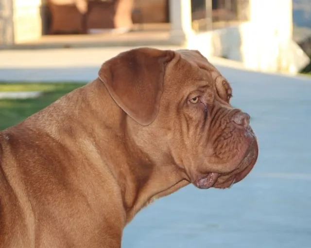 Hotel Canino Gardacan dogo de burdeos