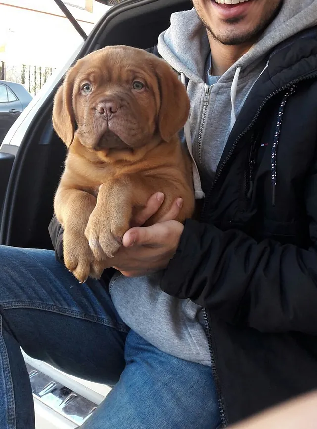 Hotel Canino Gardacan dogo de burdeos