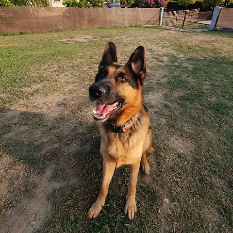 perro feliz